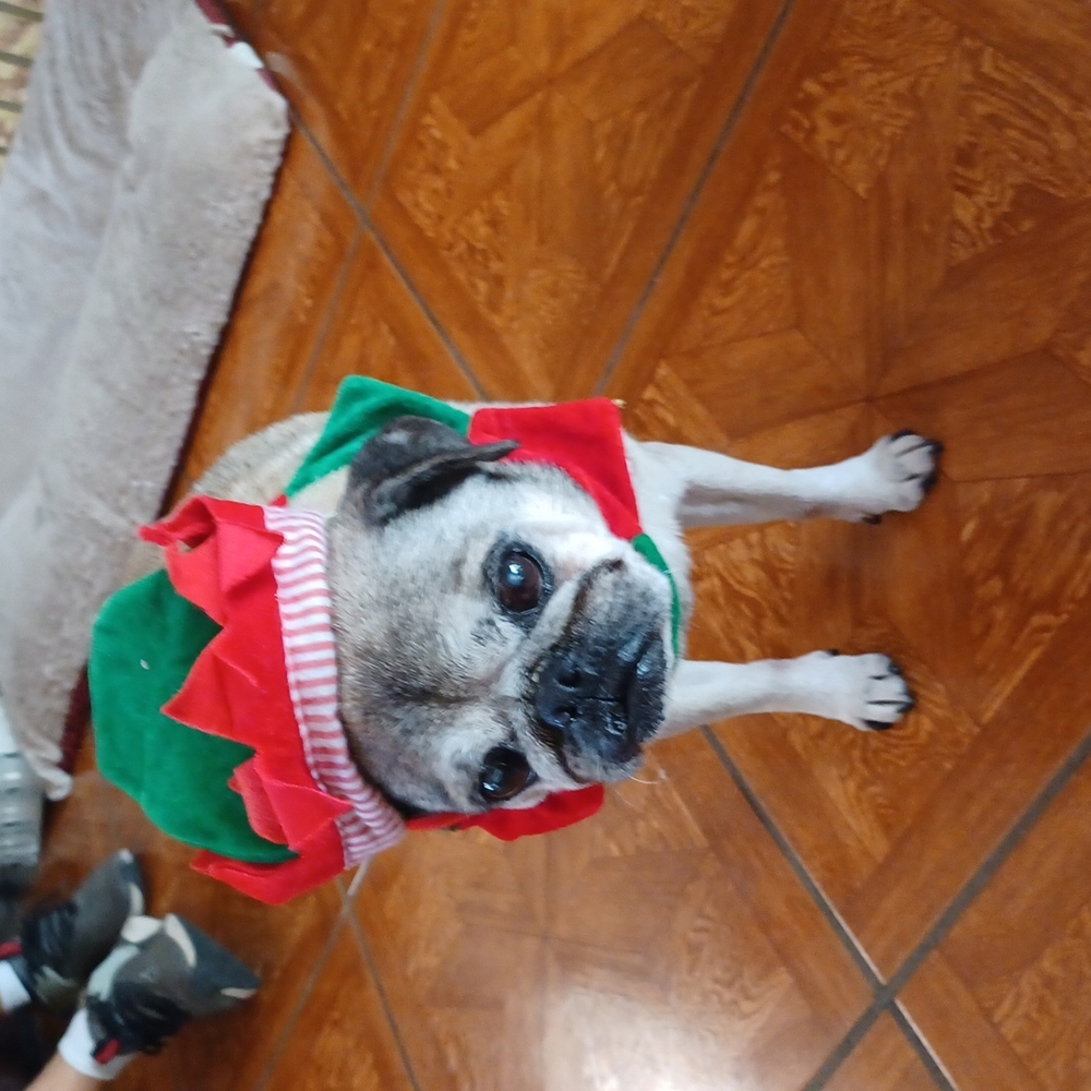 Small Medium large Dog costume christmas elf bell red green hat holiday